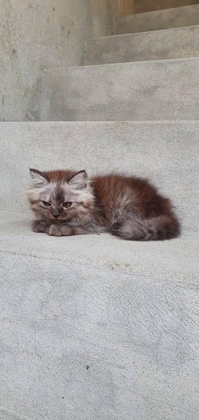 persian kittens