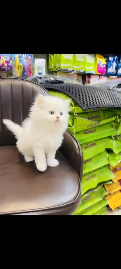 persian cat for sale MywatsapppNumber 0329-70-45-785