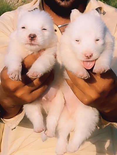 Russian puppy | Russian pink nose puppies | russian pair for sale