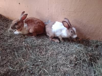 Rabbits