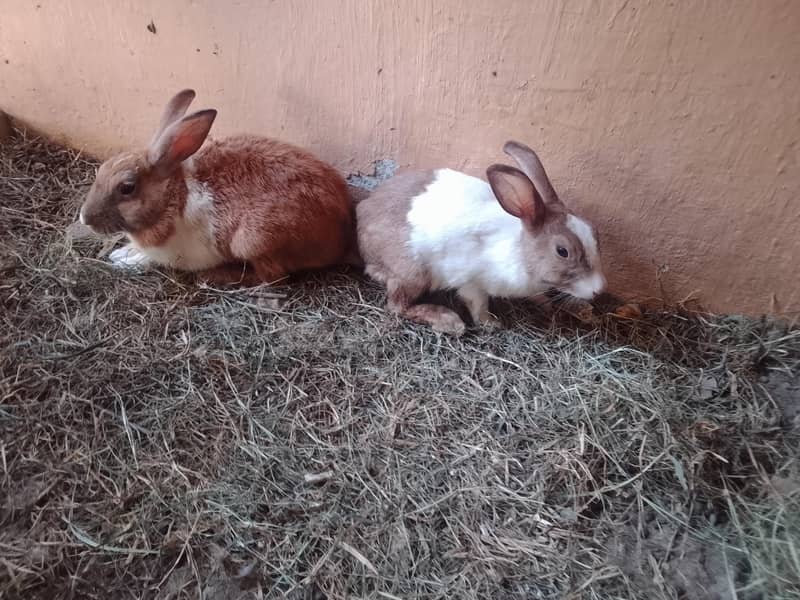 Rabbits 0