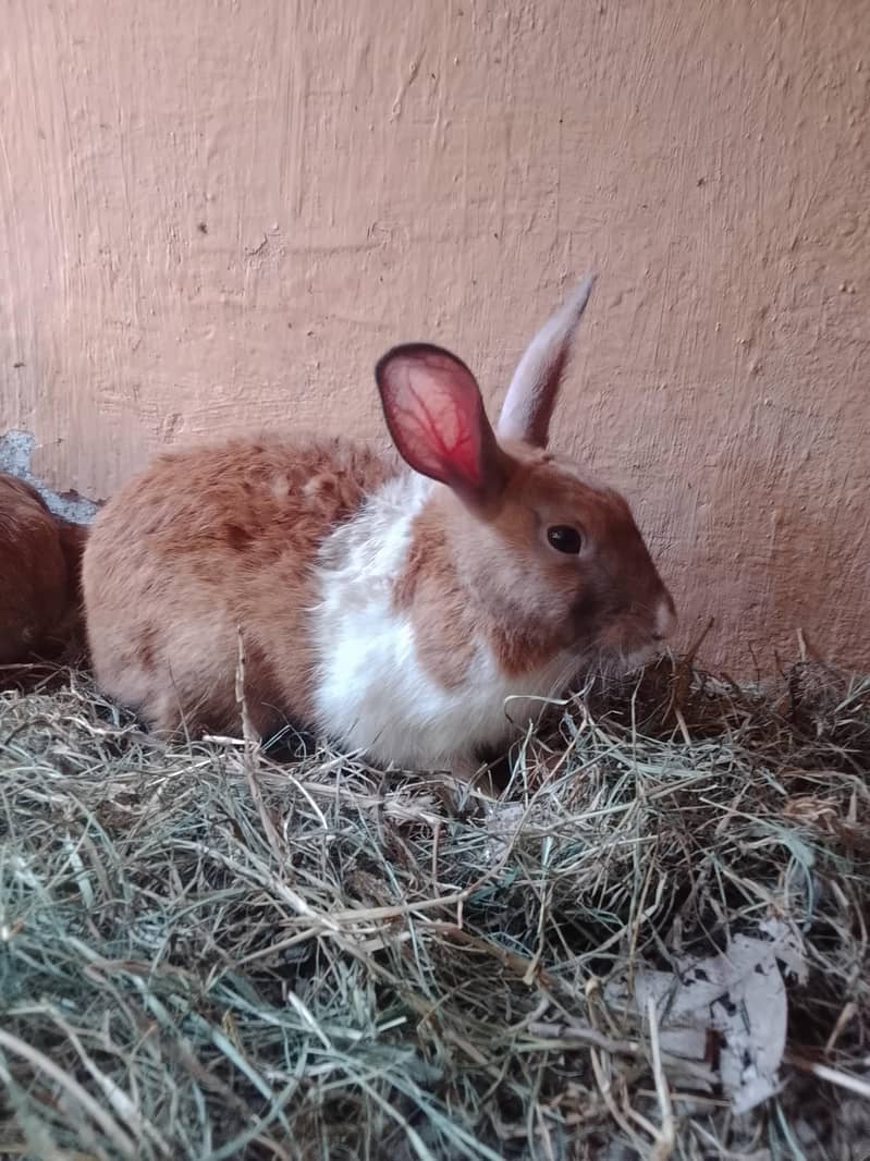 Rabbits 1