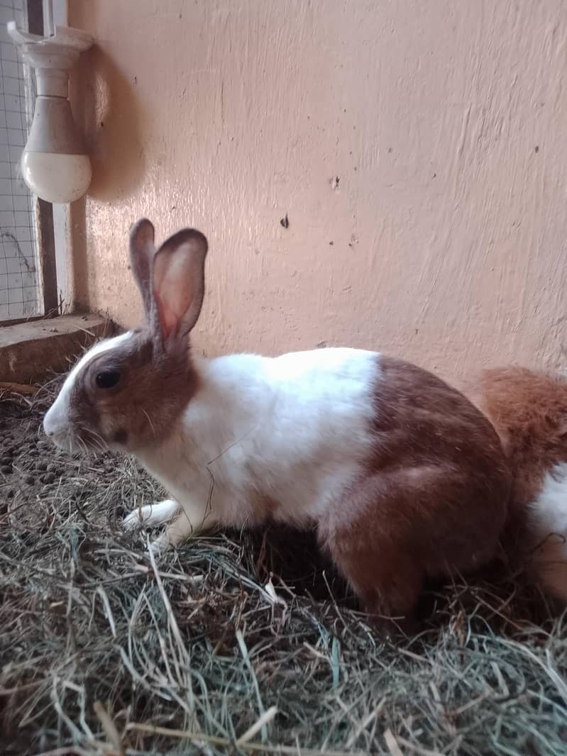 Rabbits 2