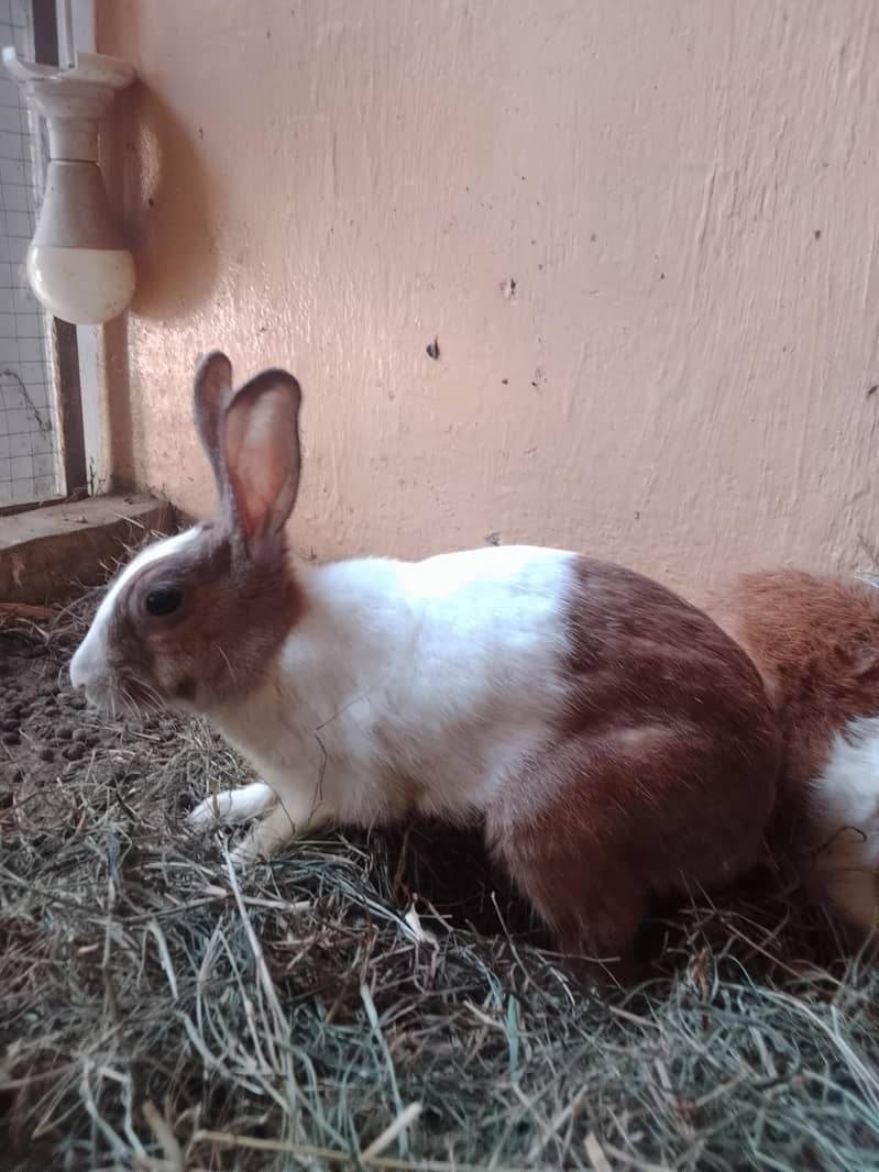 Rabbits 3