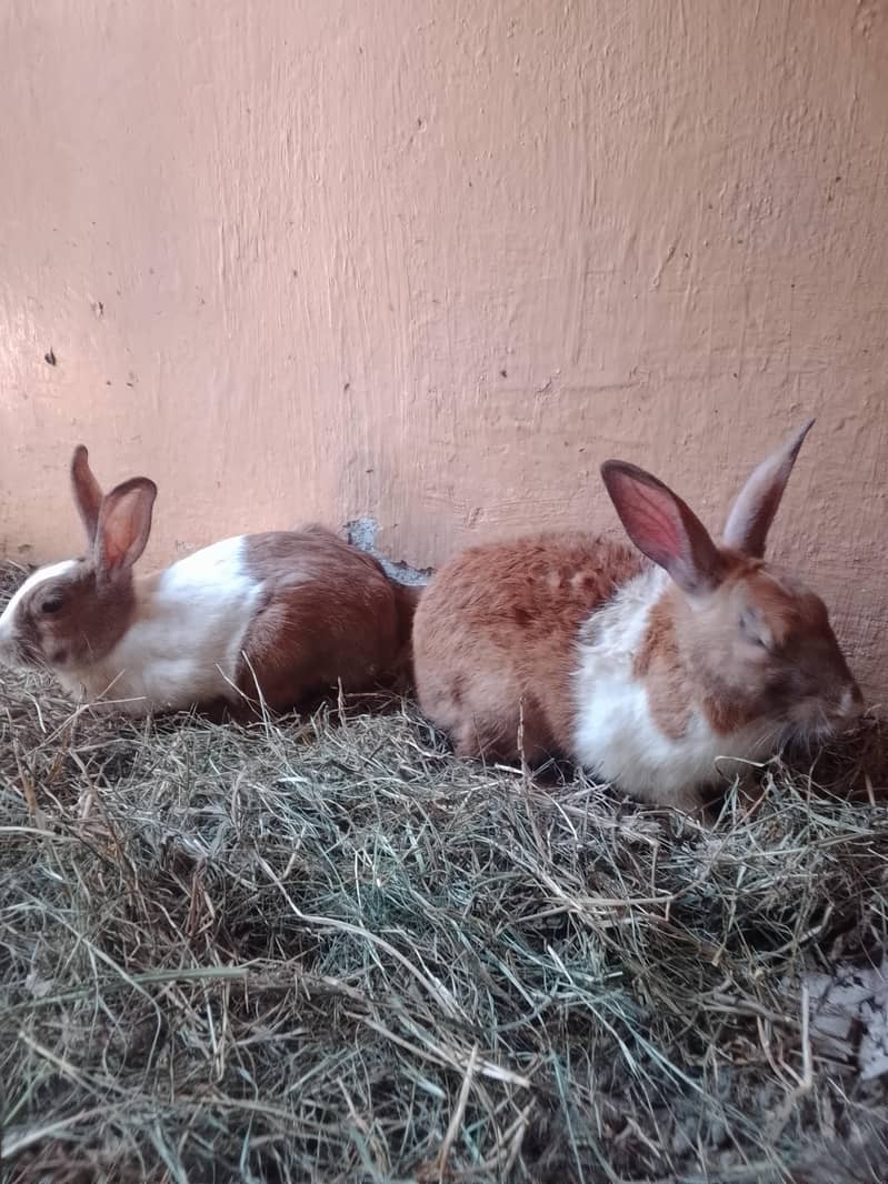 Rabbits 4