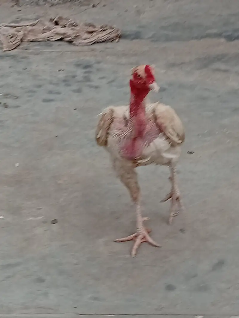 ASEEL FOR SALE