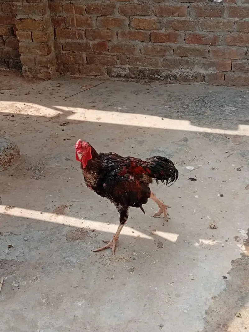 ASEEL FOR SALE — photo 4