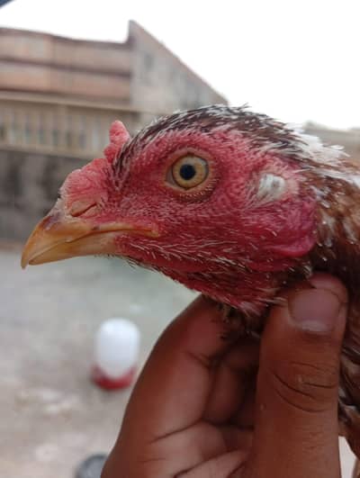 ASEEL FOR SALE