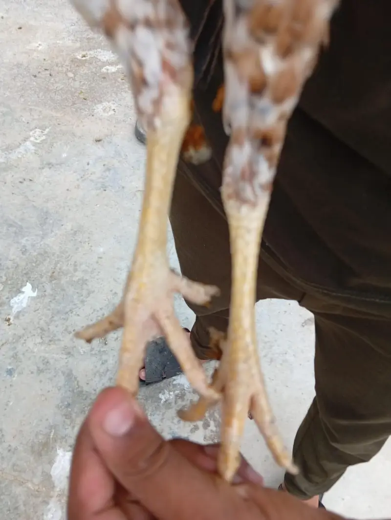 ASEEL FOR SALE — photo 7