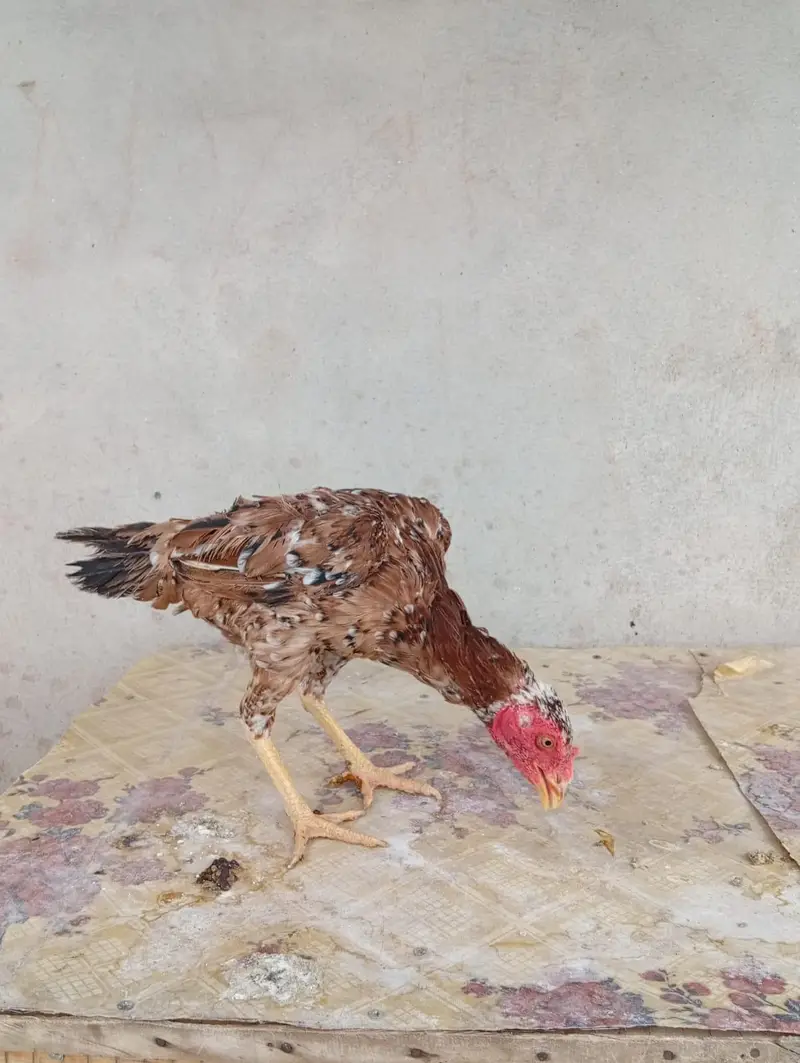 ASEEL FOR SALE — photo 8