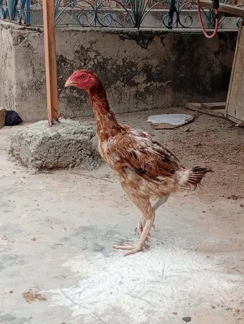 ASEEL FOR SALE — photo 11