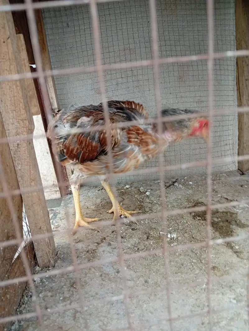 ASEEL FOR SALE — photo 12
