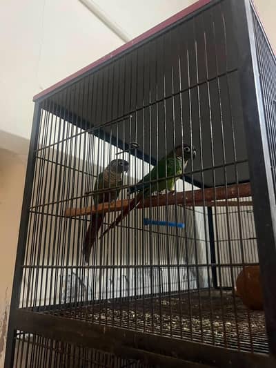 green chik comure