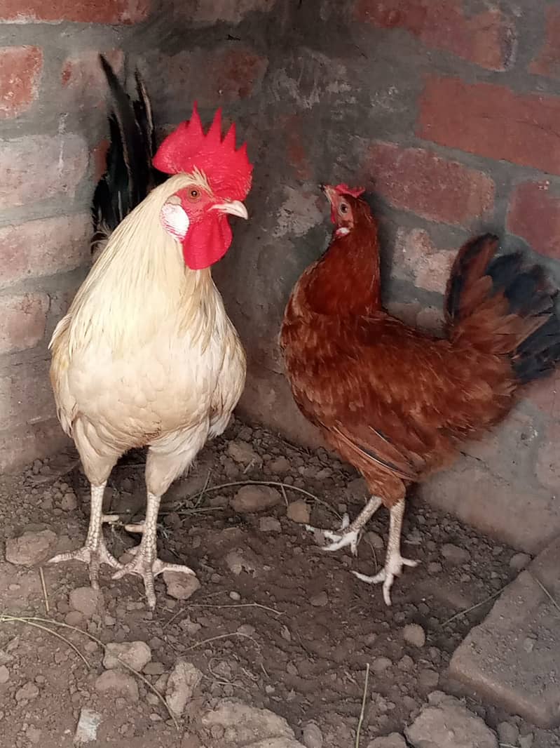 Pair Sell 3