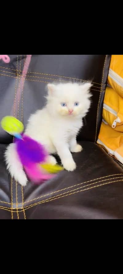 persian cat for sale MywatsapppNumber 0329-70-45-785