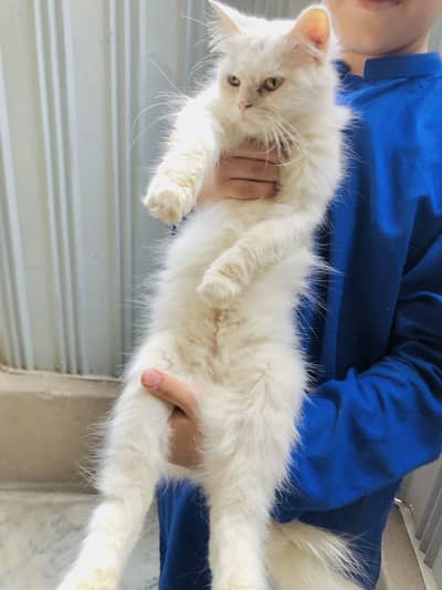 Innocent kitten