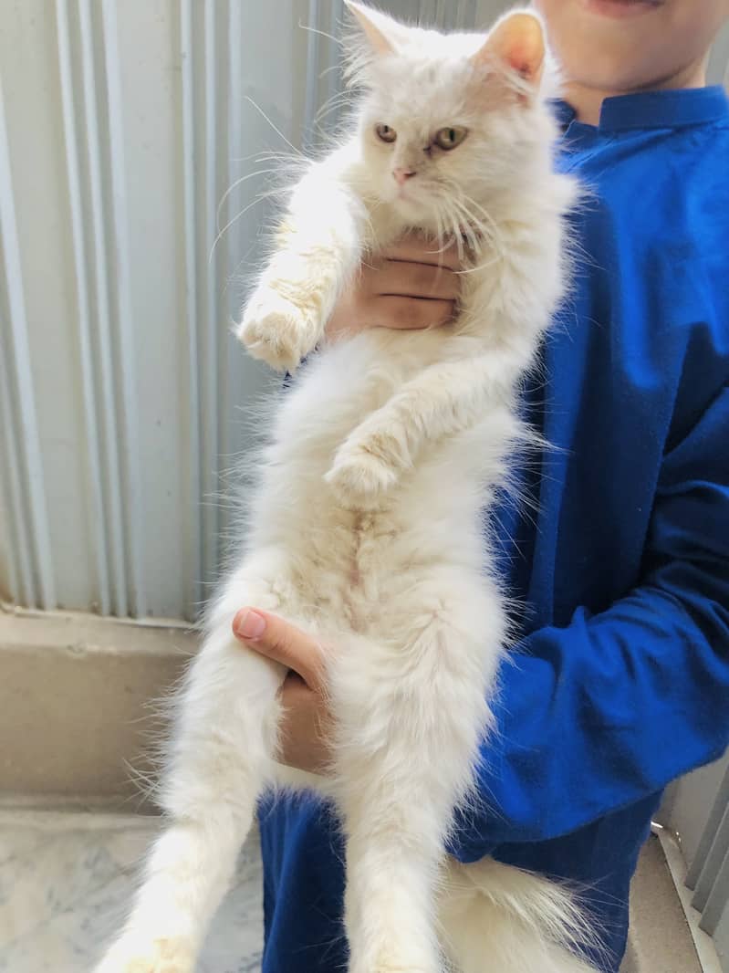 Innocent kitten 0