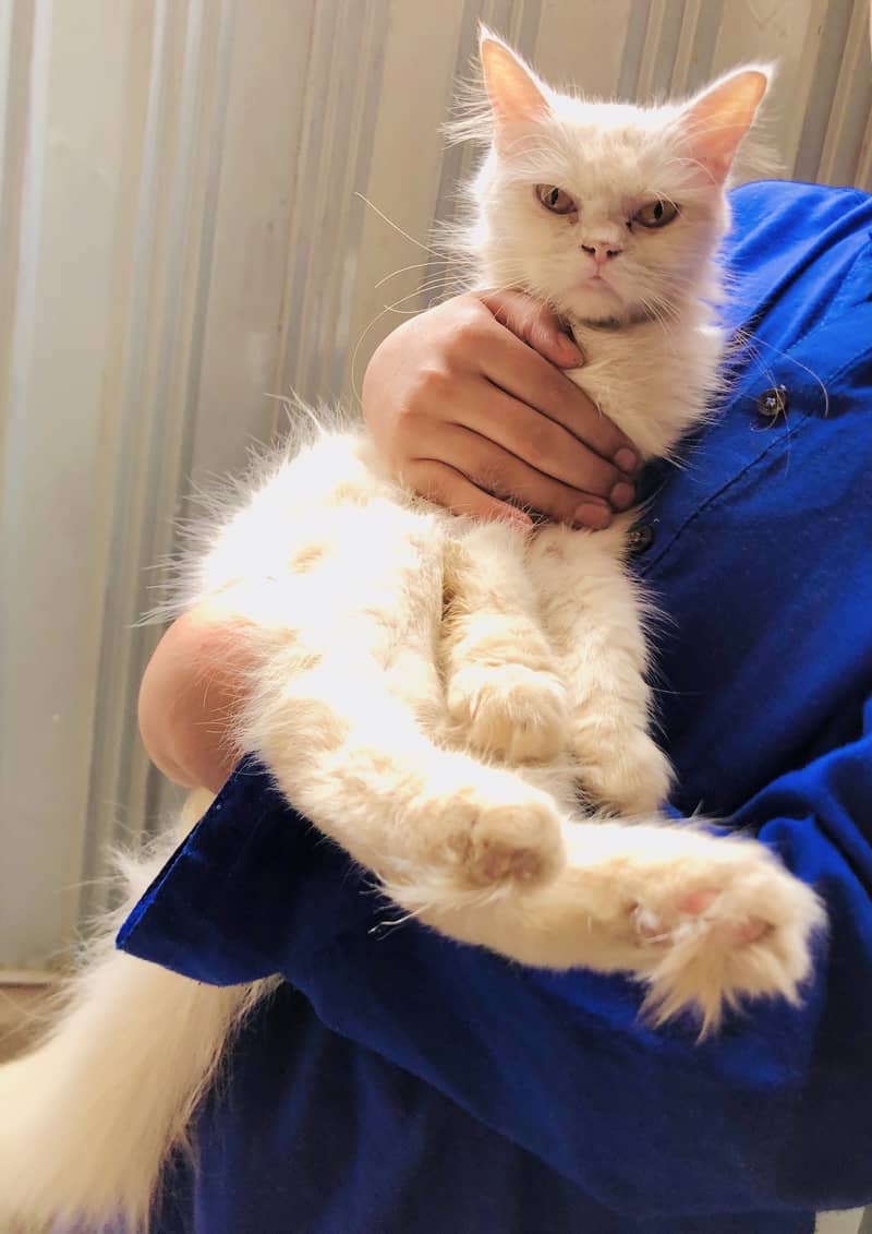 Innocent kitten 1