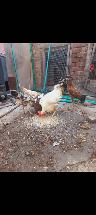 kuruk wali hens egg lying