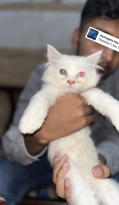 Baby Cat