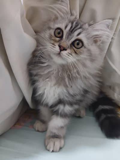 kitten for sale
