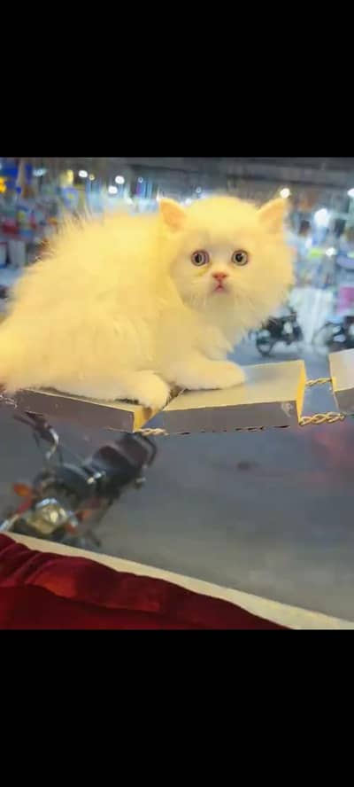 persian cat for sale MywatsapppNumber 0329-70-45-785