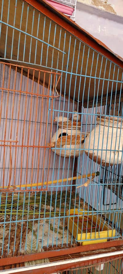 Zabra finches
