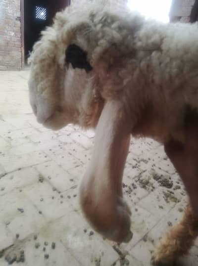 kajla Male. Sargodha kajllay Chatray available. pure kajllay
