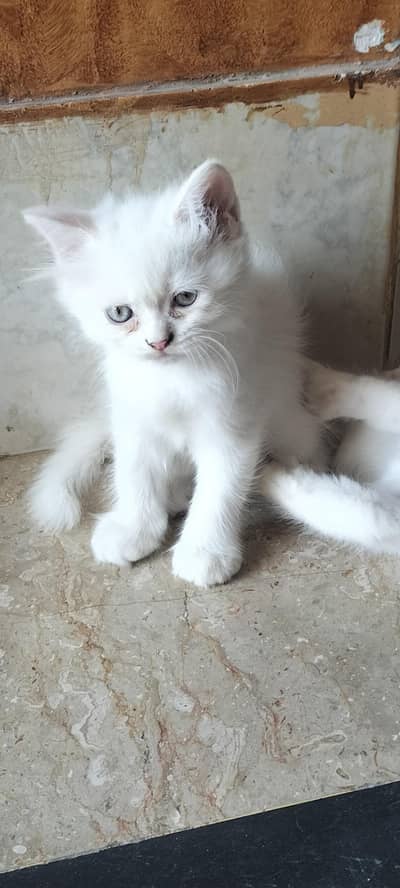 Percian Kitten
