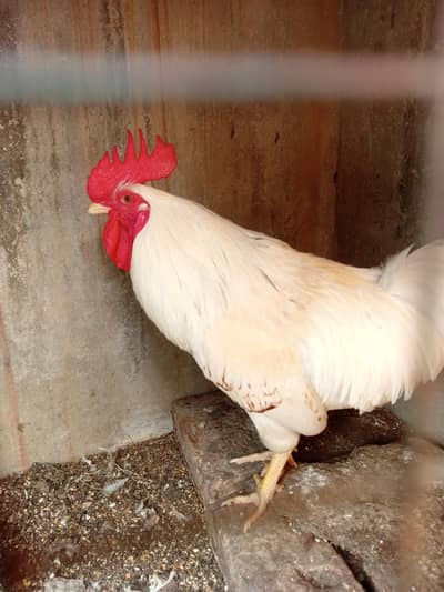 hens cage for sale