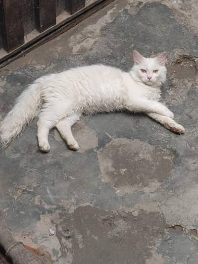 persian cat for sale face dol