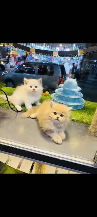 persian cat for sale MywatsapppNumber 0329-70-45-785