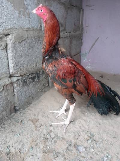 Panjab  nasal aseel patha