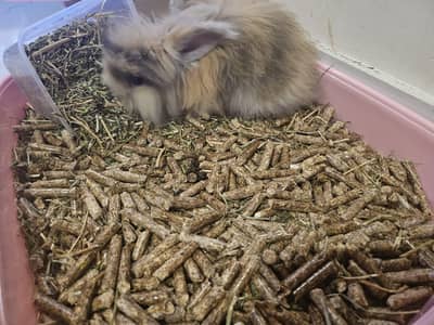 URGENT Sale teddy bear rabbit