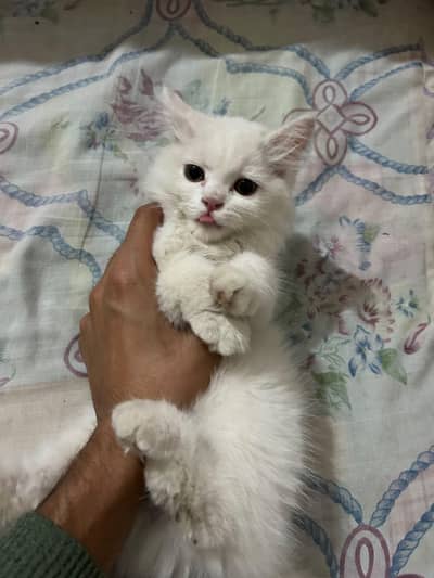 male cat