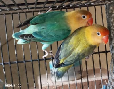parblue euwing opline male x parblue opline female breeder pair