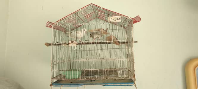 Iron cage with doves for sale.