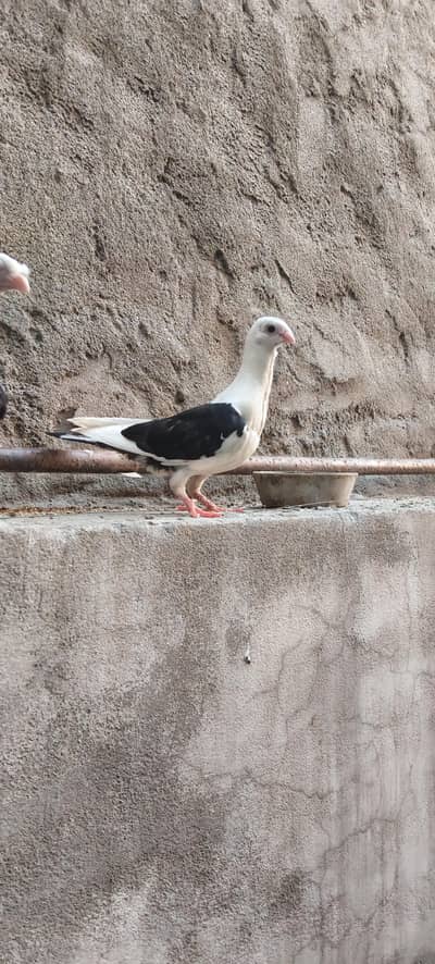 pigeon for sale