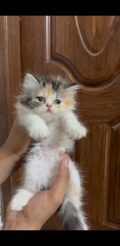 Persian Kitten| punch Face | high quality | triple coated |doll face