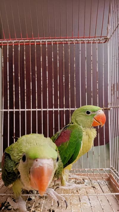 Parrot Chick