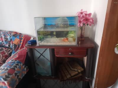 fish aquarium