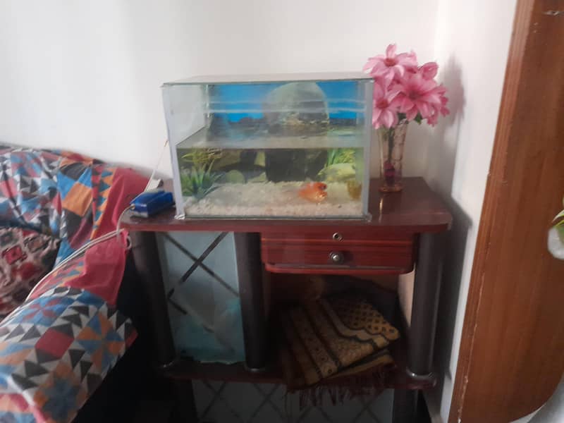 fish aquarium 0