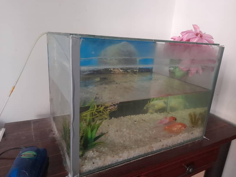 fish aquarium 1