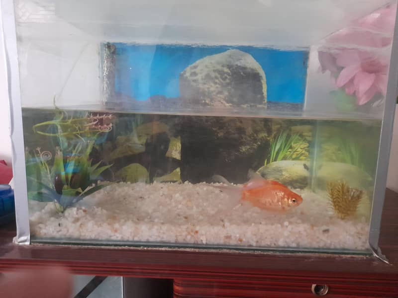 fish aquarium 2