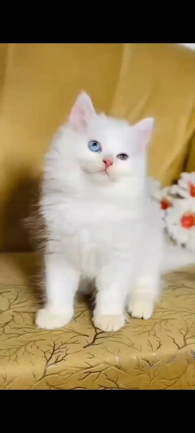 persian cat for sale MywatsapppNumber 0329-70-45-785