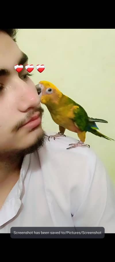 different parrot available hai