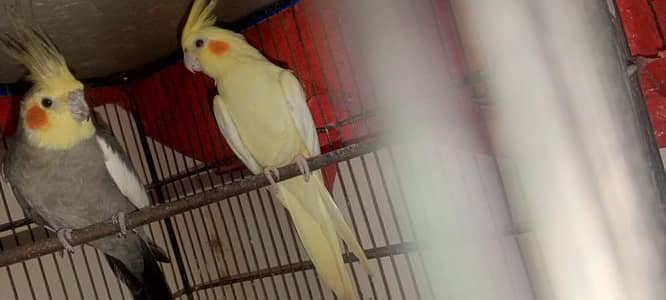 cocktail breeder pair