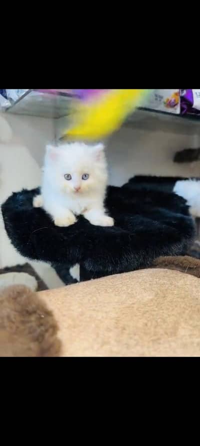 persian cat for sale MywatsapppNumber 0329-70-45-785