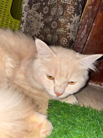 cat pair for sale