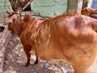 sain wal cow and bachhri for sell